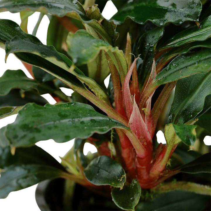 エ*ー様 Bucephalandra sp Red walts Bucephalandra sp. 