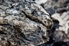 Black Mountain Seiryu Stone form UNS, Ultum Natre Systems, the wet leaf Canada.