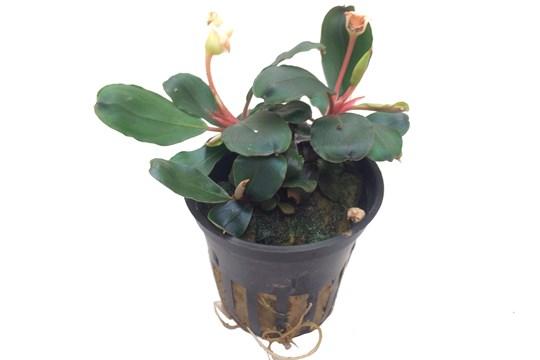 Bucephalandra sp. 