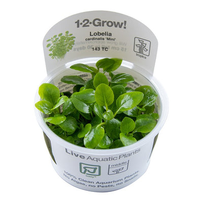 Lobelia cardinalis ‘Mini’ 1-2 Grow Tropica