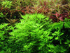 Hottonia palustris  1-2 Grow Tropica