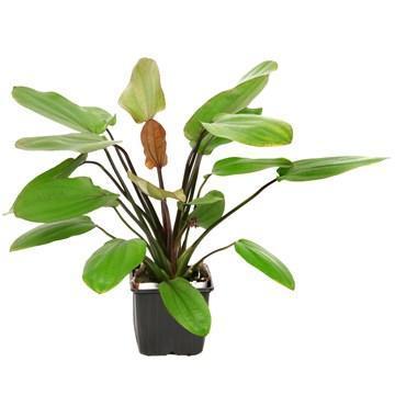Tropica XL Plants