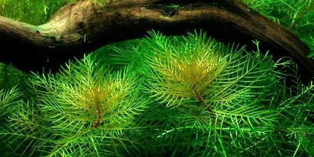 Stem aquarium plants