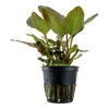 Lagenandra meeboldii red Tropica