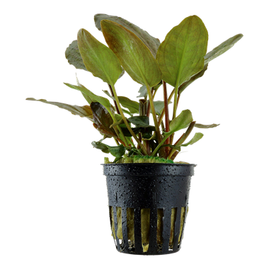 Lagenandra meeboldii red Tropica
