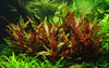 Alternanthera reineckii 'Pink' Aquarium plant Canada