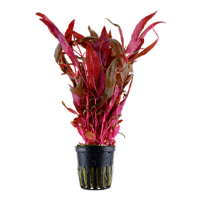Alternanthera reineckii 'Pink' Aquarium plant Canada
