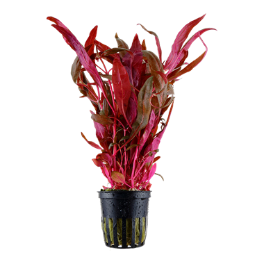 Alternanthera reineckii 'Pink' Aquarium plant Canada