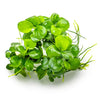 Anubias 'Mini Coin' aquarium plant at the wet leaf canada.