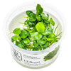 Anubias 'Mini Coin' aquarium plant at the wet leaf canada.