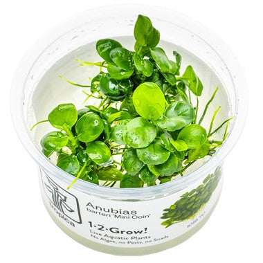 Anubias 'Mini Coin' aquarium plant at the wet leaf canada.