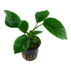 Anubias barteri var. caladiifolia tropica potted aquarium plant.