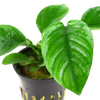 Anubias barteri var. caladiifolia tropica potted aquarium plant.