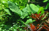 Anubias barteri var. caladiifolia tropica potted aquarium plant.