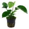 Anubias barteri var. caladiifolia tropica potted aquarium plant.