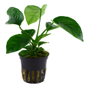 Anubias barteri var. caladiifolia tropica potted aquarium plant.