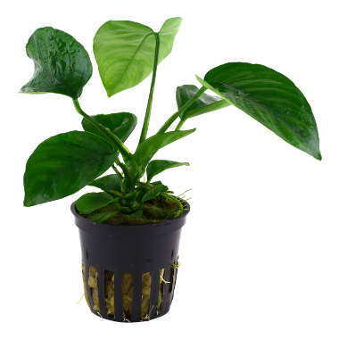 Anubias barteri var. caladiifolia tropica potted aquarium plant.