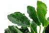 Anubias barteri 'Kirin' aquarium plants canada