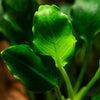 Anubias barteri 'Kirin' aquarium plants canada