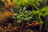 Anubias barteri 'Kirin' aquarium plants canada