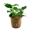 Anubias barteri 'Kirin' aquarium plants canada