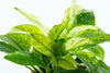 Anubias 'Pinto' is an exquisite selected cultivar of Anubias barteri. 