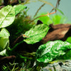 Anubias 'Pinto' is an exquisite selected cultivar of Anubias barteri. 