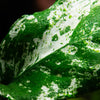 Anubias barteri var. nana ’Pinto’ Tropica