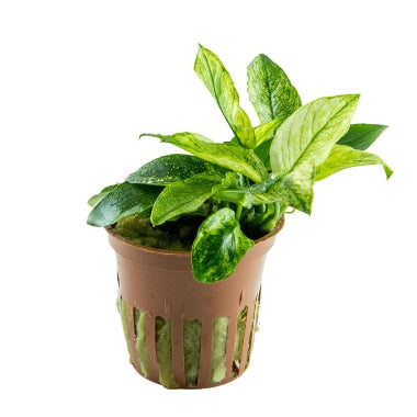 Anubias 'Pinto' is an exquisite selected cultivar of Anubias barteri. 