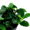 Anubias barteri 'Petite'