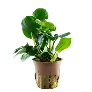 Anubias barteri Coin Leaf aquarium plants wet Leaf canada