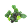 Tropica Anubias barteri Coin Leaf aquarium plants supplied by wet Leaf canada