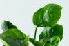 Tropica Anubias barteri Coin Leaf aquarium plants supplied by wet Leaf canada