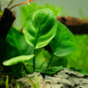 Tropica Anubias barteri Coin Leaf aquarium plants supplied by wet Leaf canada