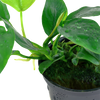 Anubias barteri var. nana aquatic plant grown by tropica aquarium plants