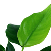 Anubias barteri var. nana aquatic plant grown by tropica aquarium plants