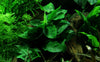 Anubias barteri var. nana aquatic plant grown by tropica aquarium plants