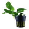 Anubias barteri var. nana aquatic plant grown by tropica aquarium plants