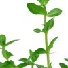 Bacopa caroliniana  Tropica