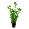Bacopa caroliniana  Tropica