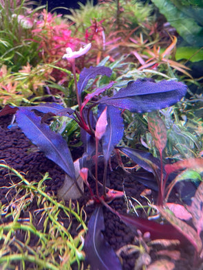 Bucephalandra "Brownie Ghost 2012"