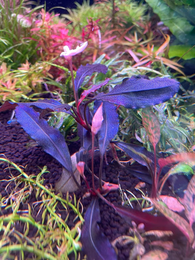 Bucephalandra "Brownie Ghost 2012"