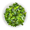Bucephalandra sp. 'Needle leaf' 