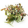 Bucephalandra 'Kedagang'  1-2 Grow Tropica