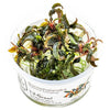 Bucephalandra-pygmaea-'Bukit -Kedagang-aquariumplants-canada-wet-leaf
