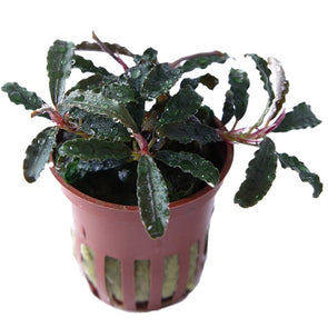 ‘Kedagang’ is a variety of the Bucephalandra family 