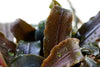 Bucephalandra 'Kedagang' Tropica