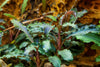 Bucephalandra 'Kedagang' Tropica