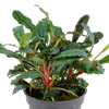 Bucephalandra sp. "Red"