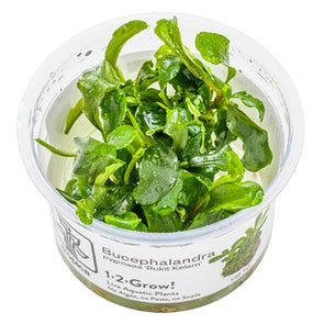 Bucephalandra sp. 'Bukit Kelam' 1-2 Grow Tropica